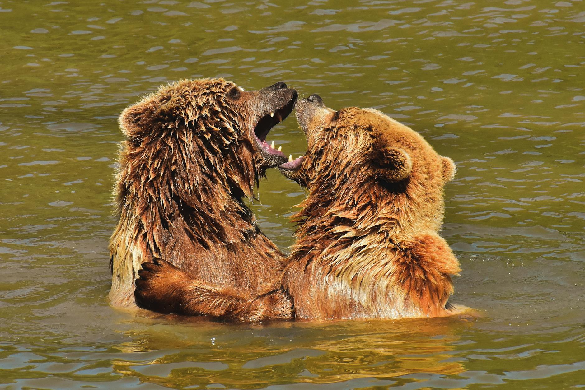 This Is Why Women Choose the Bear